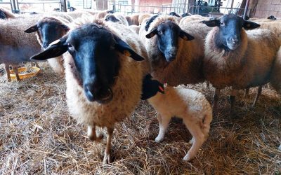 Weichnachten im Schafstall